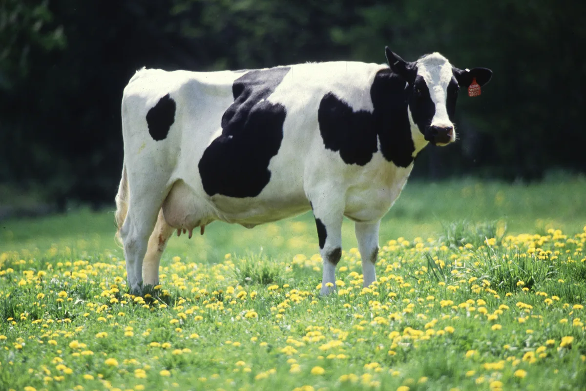 A Holstein dairy cow standing in a green pasture