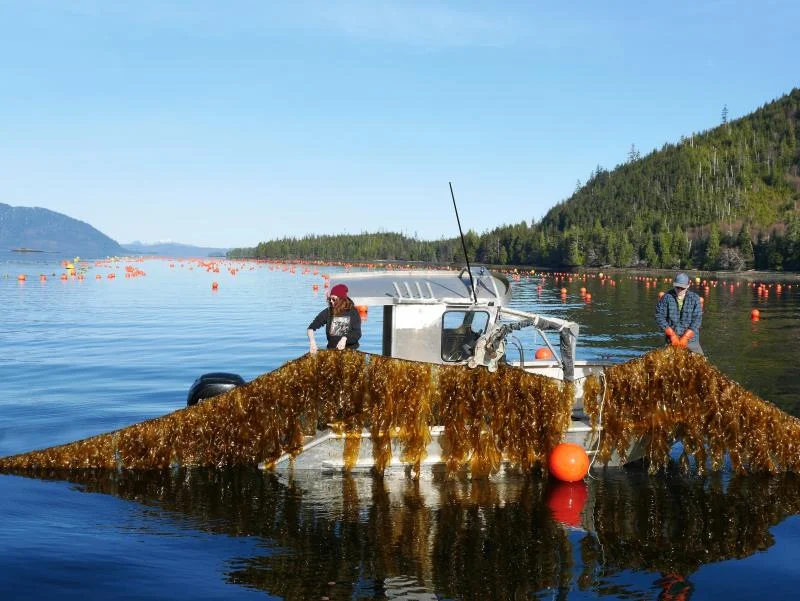 Two workers on a small boat hauling a long line of farmed kelp out of the water